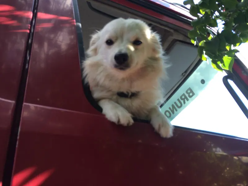 Kleiner weißer Hund schaut aus dem Fenster eines Baustellenfahrzeugs